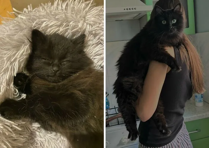 “Cat Grows”: 30 Adorable Side-By-Side Comparisons Of Cats Now And When They Were Little