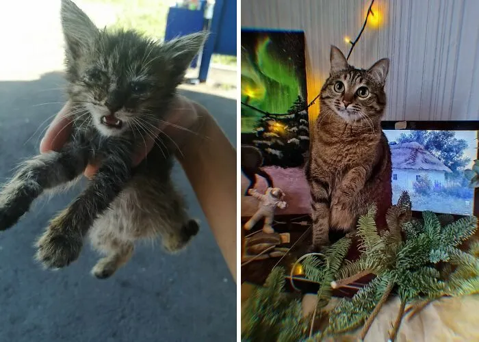 “Cat Grows”: 30 Adorable Side-By-Side Comparisons Of Cats Now And When They Were Little