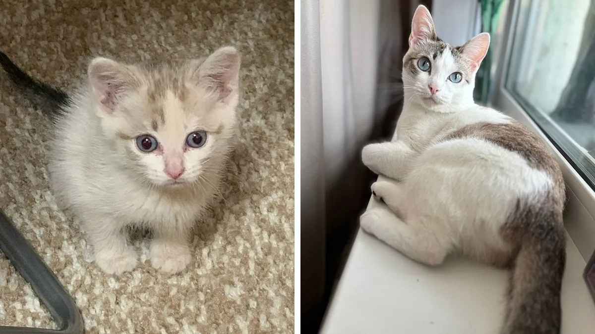 “Cat Grows”: 30 Adorable Side-By-Side Comparisons Of Cats Now And When They Were Little