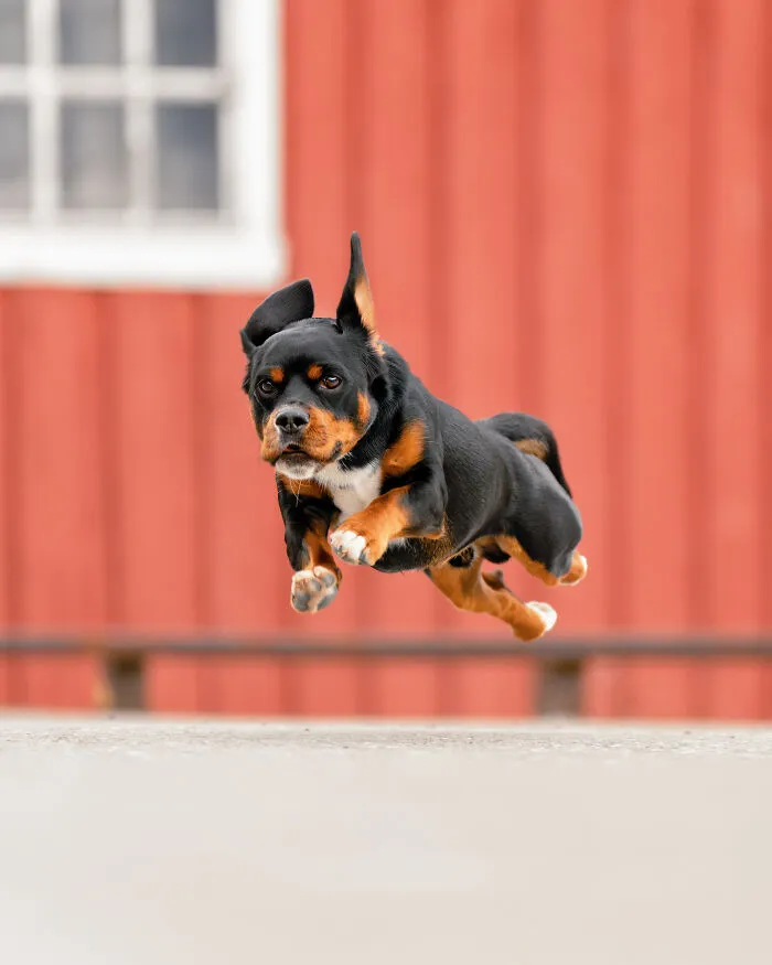 I Went Above The Arctic Circle To Photograph Dogs, Here Are 24 Moments I Captured