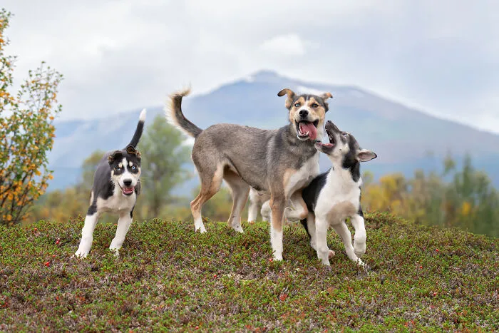 I Went Above The Arctic Circle To Photograph Dogs, Here Are 24 Moments I Captured