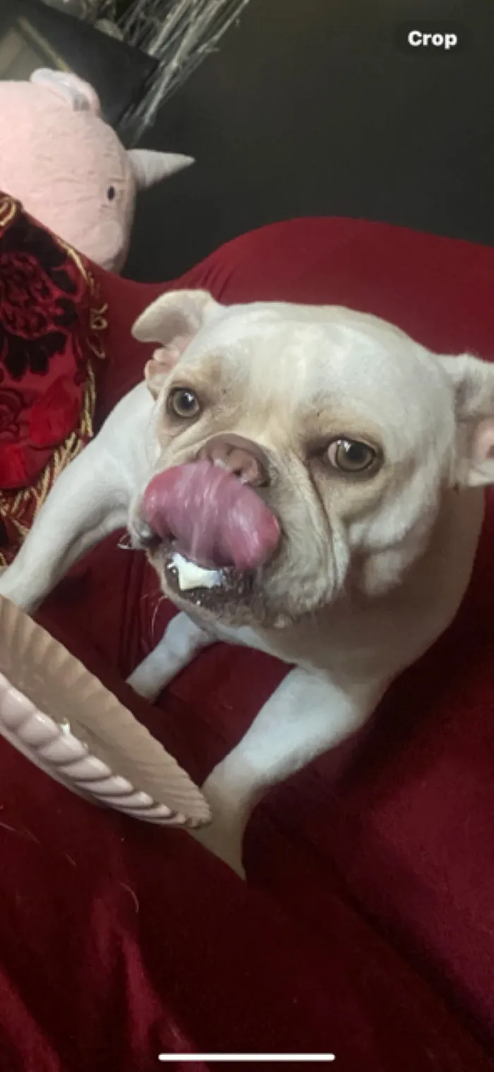 Nada After Eating Yogurt (And I Know He's A Dog, But He's Really A Cat)
