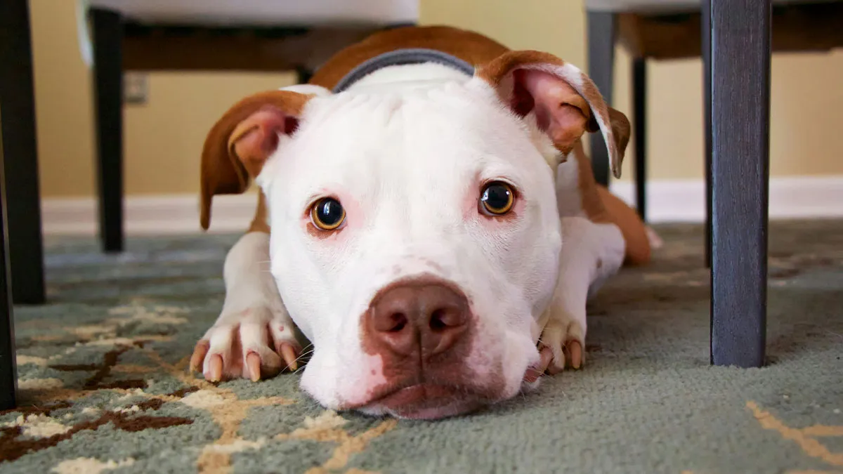 26YO Mad Enough To Cut Mom Off After She Lies About Dog's UTI So That She Can Go On Trip