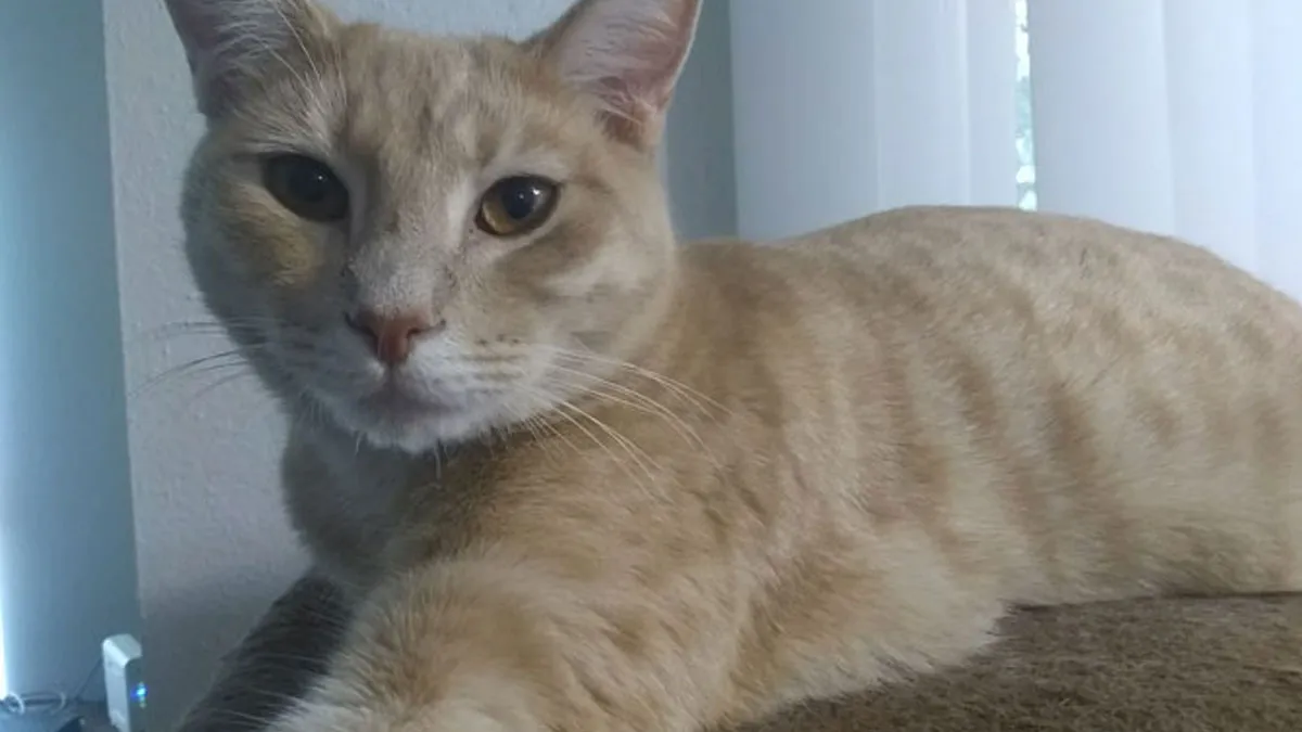 Entitled Family Steals Woman's Cat, She Calls The Cops And Gets The Dad Arrested