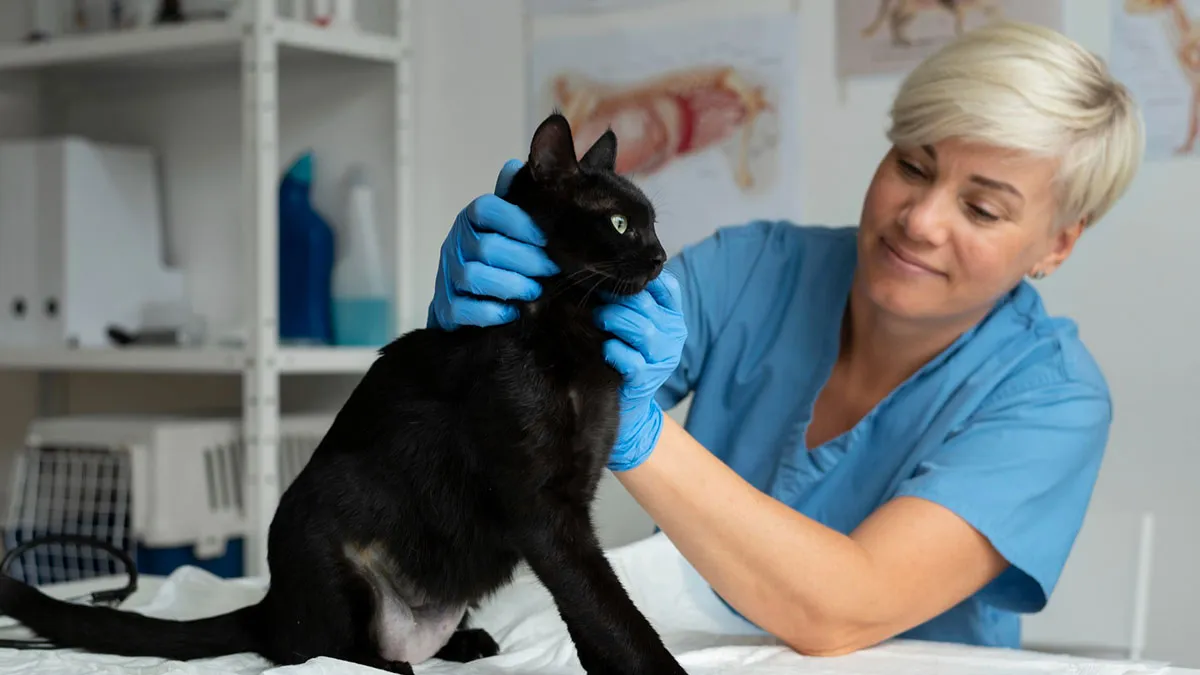 Neighborhood “Stray” Gets A Vet Visit And A Snip, Owner Shows Up Mad About Lost Litter Business 