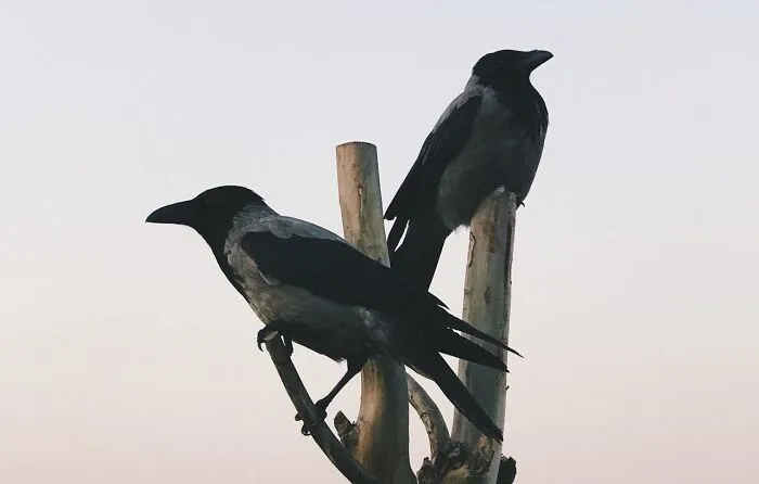 Two crows perched on a wooden branch at dusk illustrating bizarre true stories that sound unbelievable in nature.