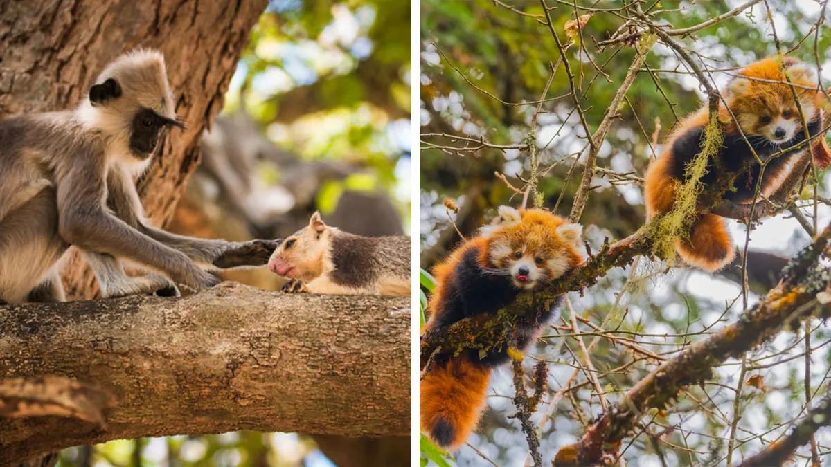 30 Powerful Wildlife Photos From Wikimedia Commons That Show The Beauty Of Life On Earth