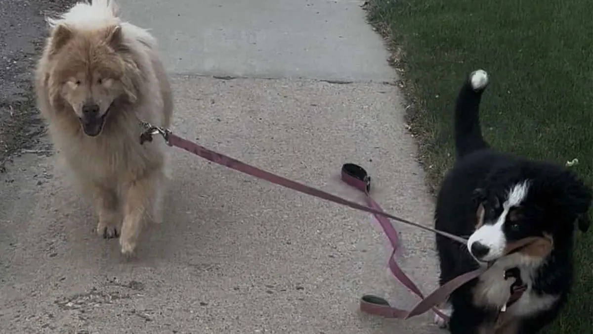 A Puppy And Her Blind Dog Friend Are Melting Hearts With Their Beautiful Daily Walks