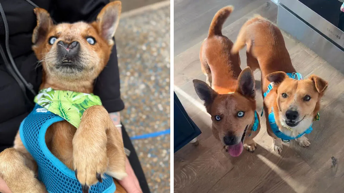 After Surviving Cruelty, This Dog Found Safety, Love, And A Reunion No One Expected