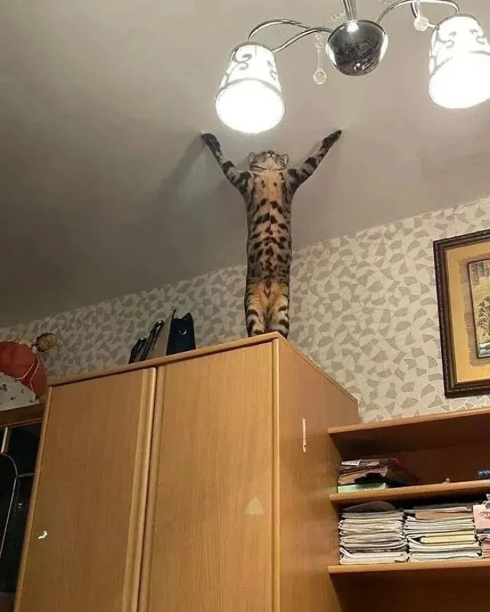 ‘Why I Should Have A Cat’ Page Shared 51 Pics That Could Turn You Into A Cat Person