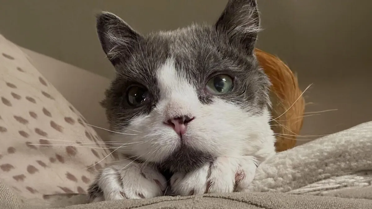 This Tiny Cat Living With A Rare Genetic Condition Was Rescued And Found His Loving Family