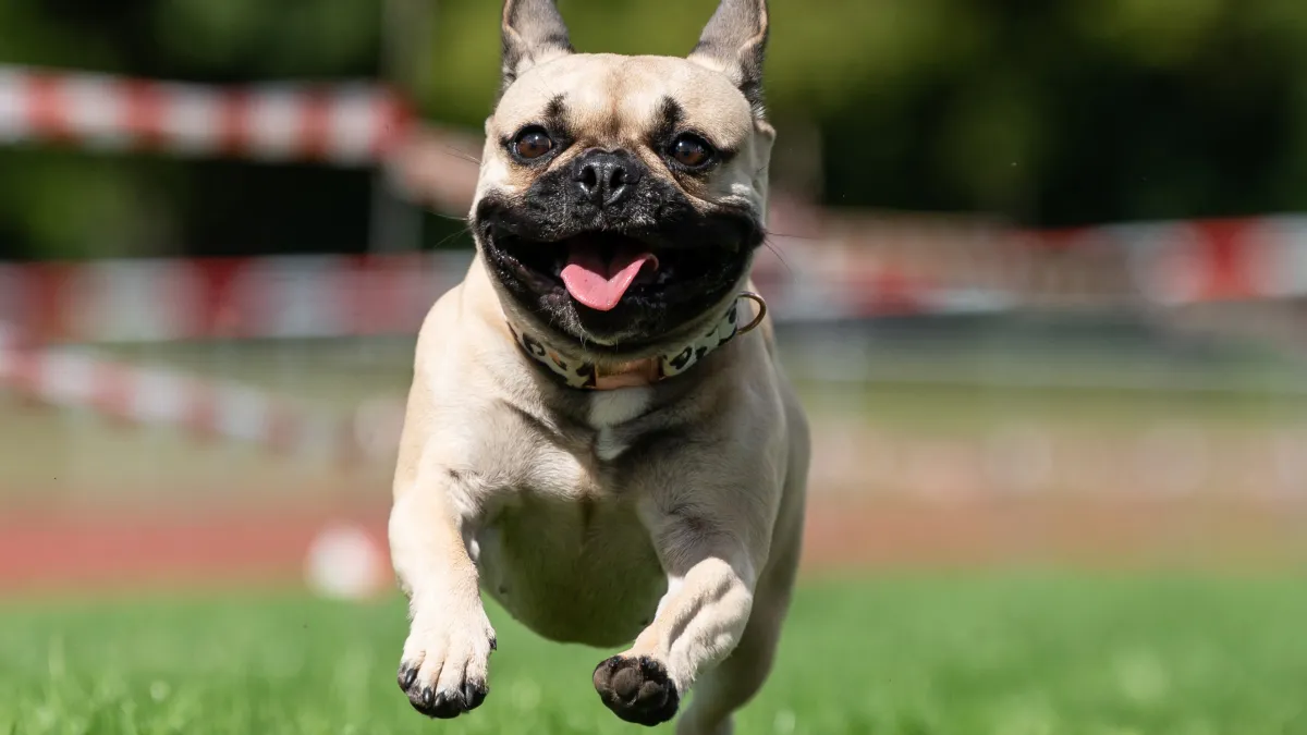 Reader’s Vote: Cutest Small Dog Breeds