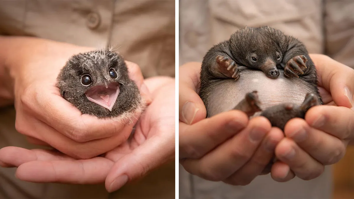 55 Incredible Photos Showing Animals Being Rescued By Wildlife Warriors Worldwide