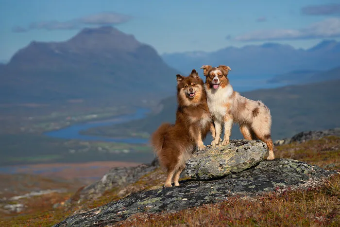 I Went Above The Arctic Circle To Photograph Dogs, Here Are 24 Moments I Captured