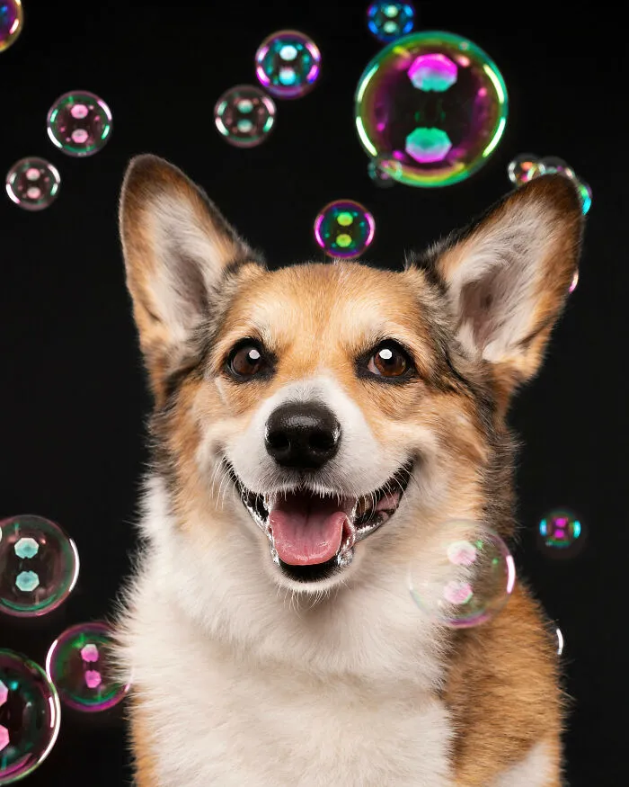 I Photographed Dogs Trying To Figure Out Bubbles And The Results Were Ridiculous (40 Pics)