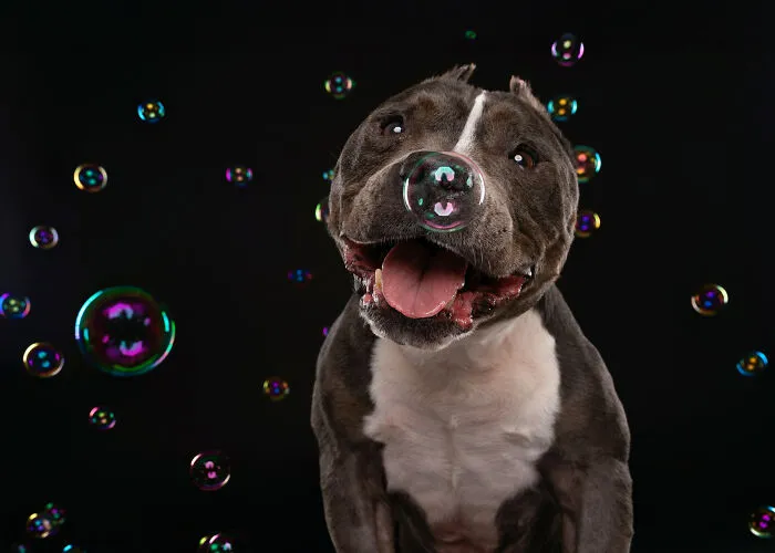 I Photographed Dogs Trying To Figure Out Bubbles And The Results Were Ridiculous (40 Pics)