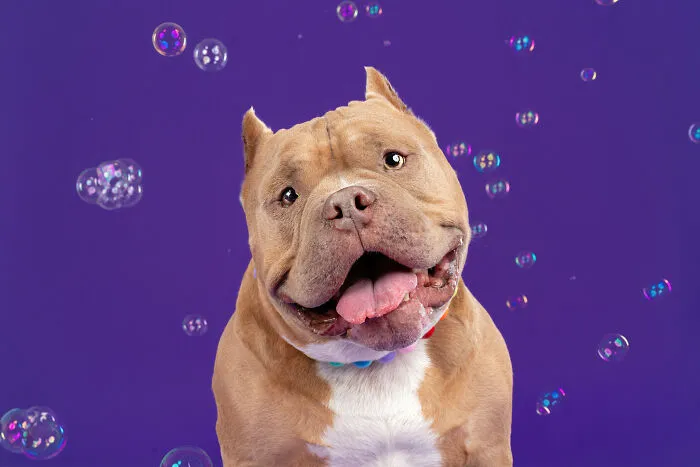 I Photographed Dogs Trying To Figure Out Bubbles And The Results Were Ridiculous (40 Pics)