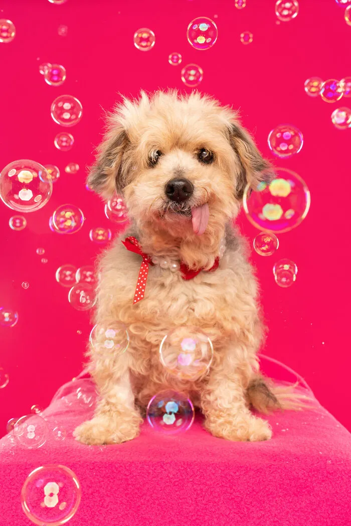 I Photographed Dogs Trying To Figure Out Bubbles And The Results Were Ridiculous (40 Pics)