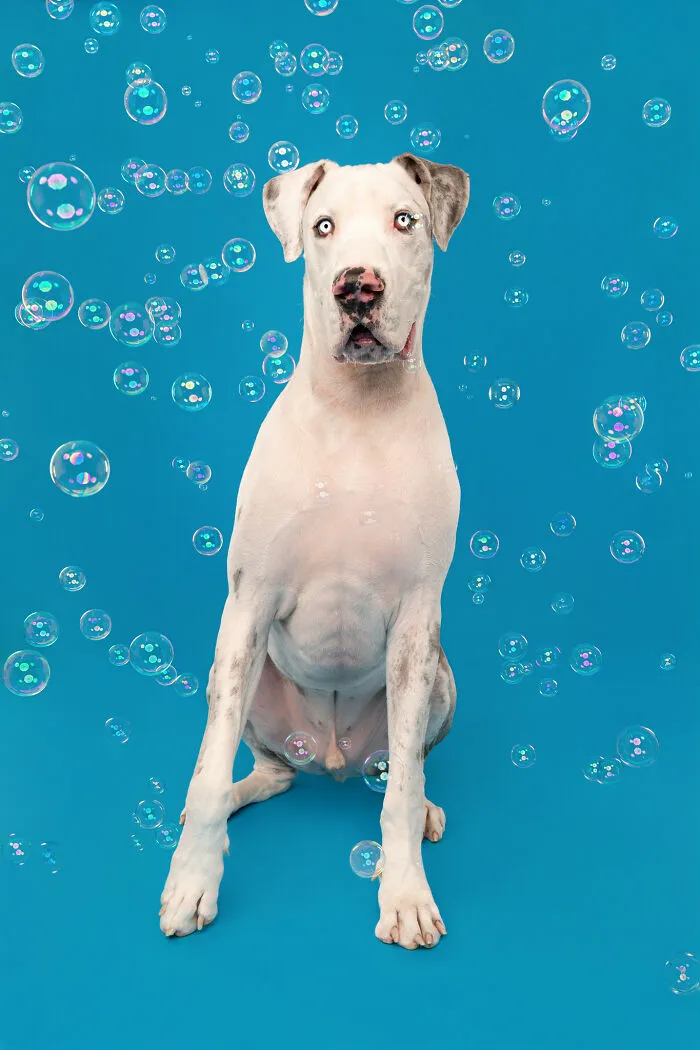 I Photographed Dogs Trying To Figure Out Bubbles And The Results Were Ridiculous (40 Pics)