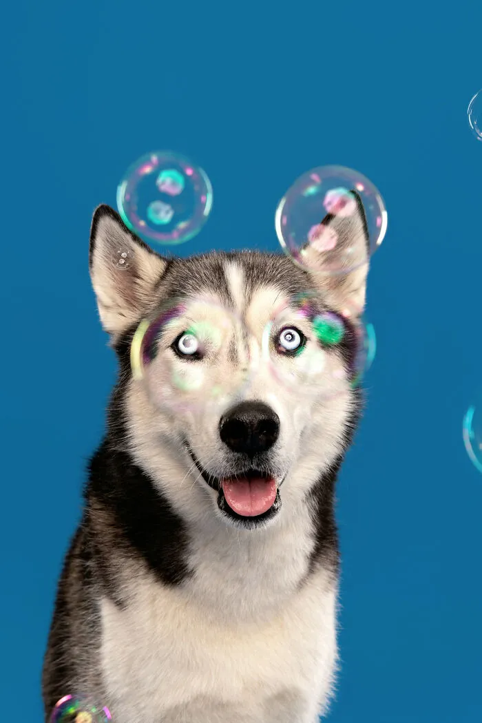 I Photographed Dogs Trying To Figure Out Bubbles And The Results Were Ridiculous (40 Pics)