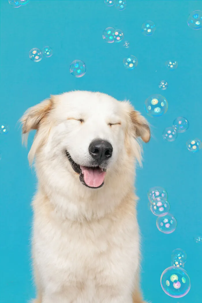 I Photographed Dogs Trying To Figure Out Bubbles And The Results Were Ridiculous (40 Pics)