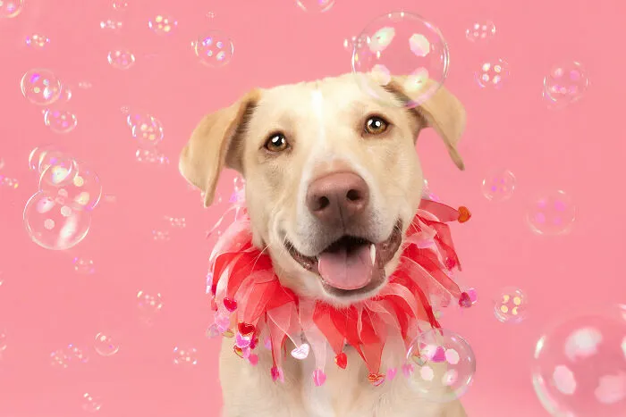 I Photographed Dogs Trying To Figure Out Bubbles And The Results Were Ridiculous (40 Pics)