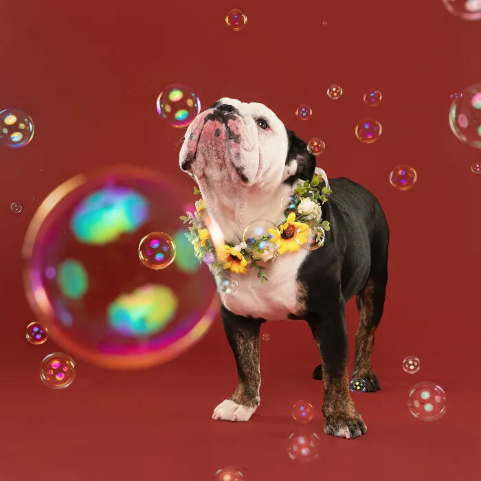 I Photographed Dogs Trying To Figure Out Bubbles And The Results Were Ridiculous (40 Pics)