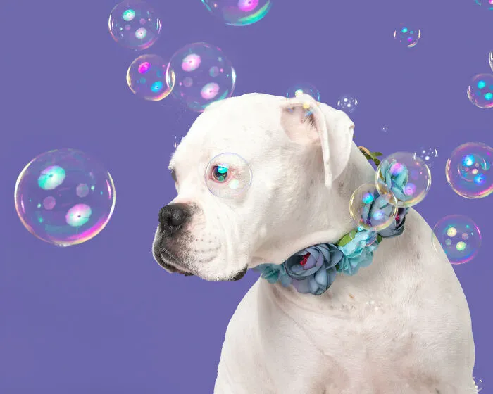 I Photographed Dogs Trying To Figure Out Bubbles And The Results Were Ridiculous (40 Pics)
