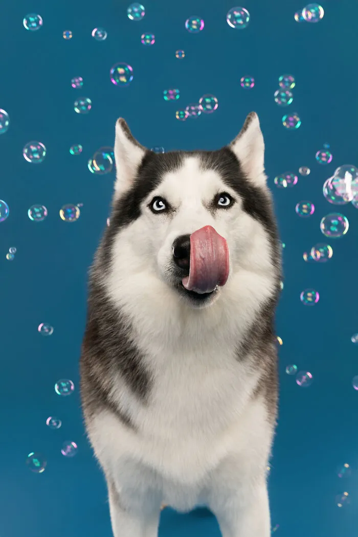 I Photographed Dogs Trying To Figure Out Bubbles And The Results Were Ridiculous (40 Pics)