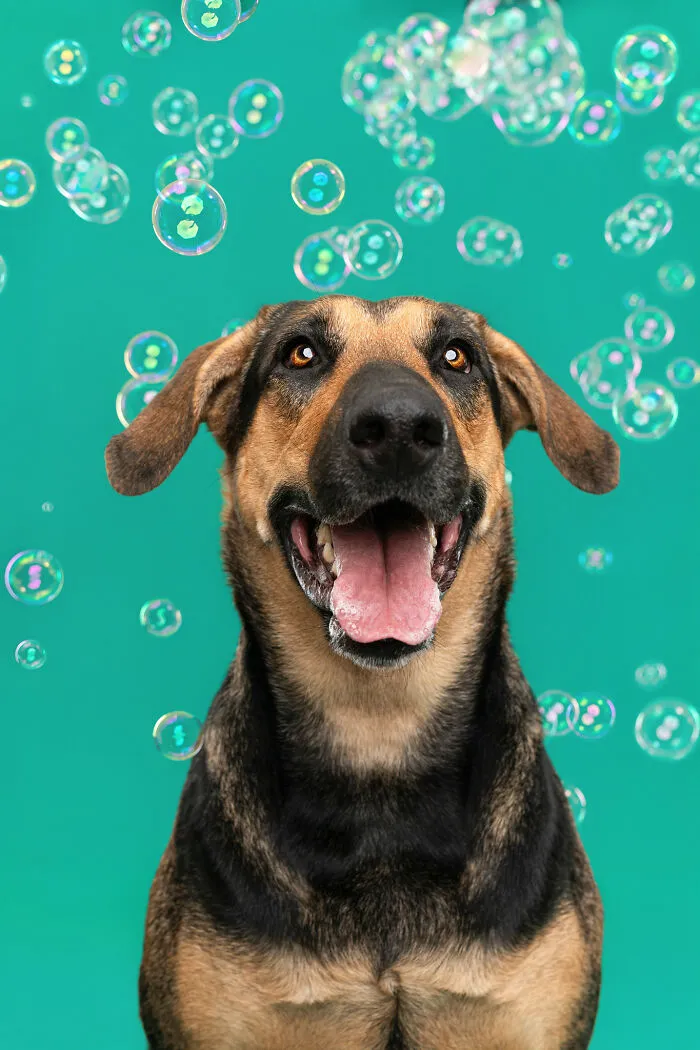 I Photographed Dogs Trying To Figure Out Bubbles And The Results Were Ridiculous (40 Pics)