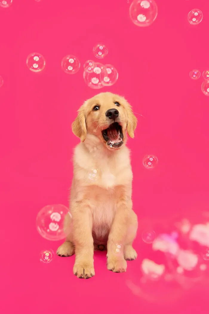 I Photographed Dogs Trying To Figure Out Bubbles And The Results Were Ridiculous (40 Pics)
