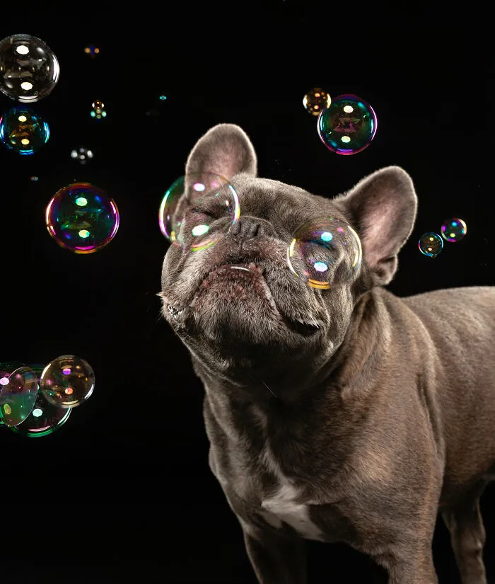 I Photographed Dogs Trying To Figure Out Bubbles And The Results Were Ridiculous (40 Pics)