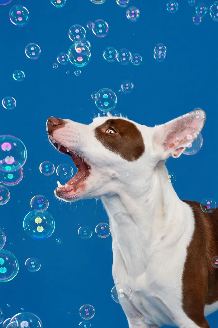 I Photographed Dogs Trying To Figure Out Bubbles And The Results Were Ridiculous (40 Pics)