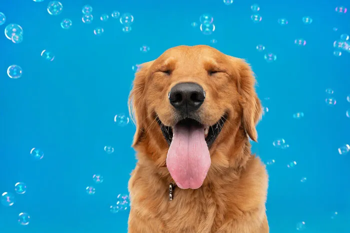 I Photographed Dogs Trying To Figure Out Bubbles And The Results Were Ridiculous (40 Pics)