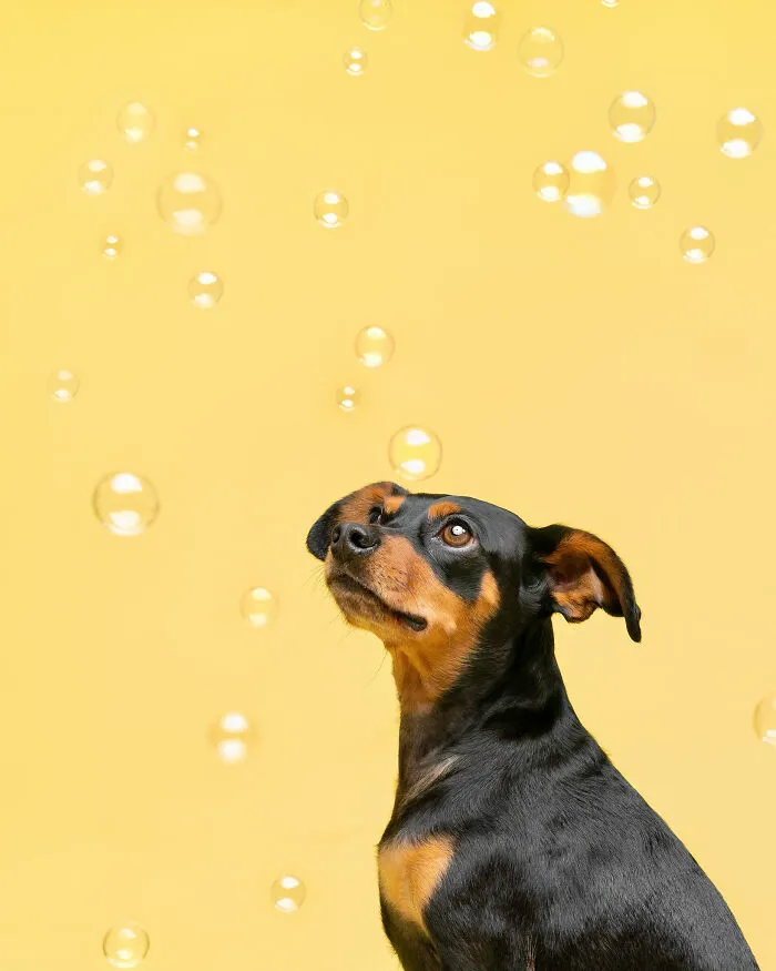 I Photographed Dogs Trying To Figure Out Bubbles And The Results Were Ridiculous (40 Pics)
