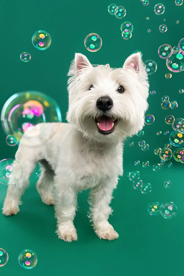 I Photographed Dogs Trying To Figure Out Bubbles And The Results Were Ridiculous (40 Pics)