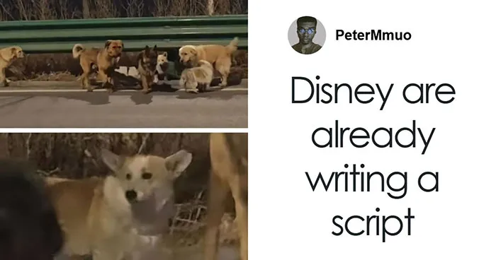 “Give That Corgi A Medal”: 7 Kidnapped Dogs Go Viral After Heroic “Movie-Like” 10-Mile Journey Home Together