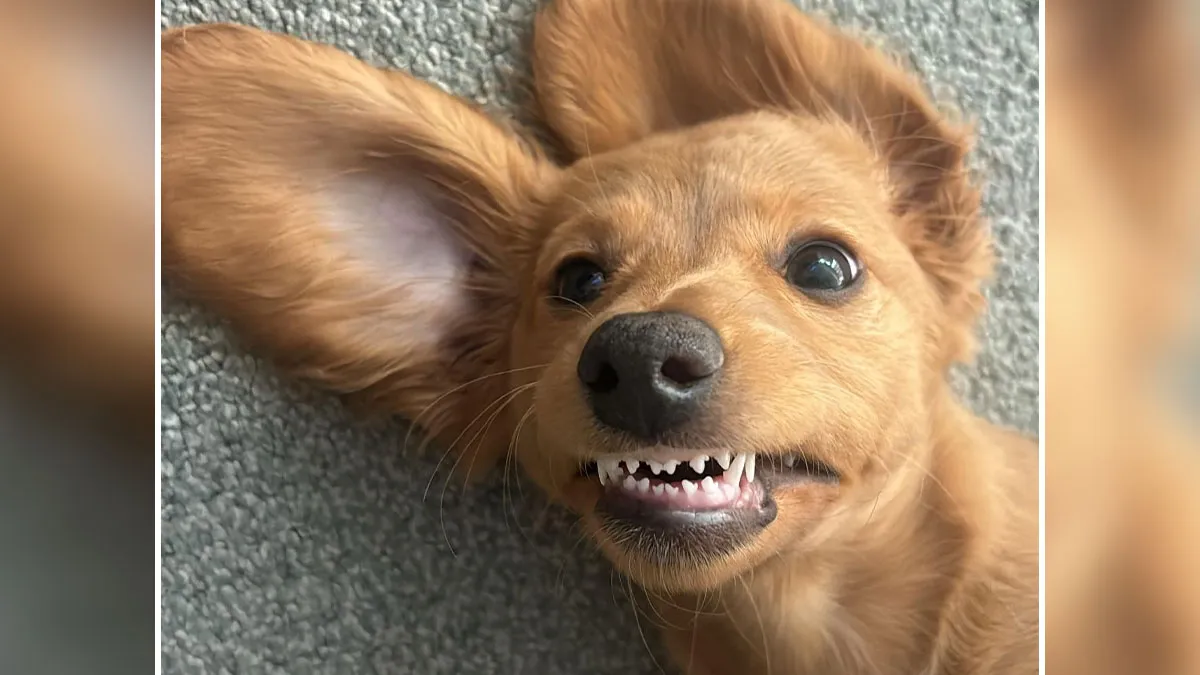 Here Are 47 Adorable Doggos To Remind You That Good Things Still Exist