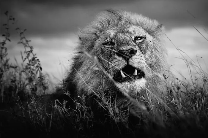 50 Incredible Wildlife Shots By This Photographer, Along With The Memories Behind Each One