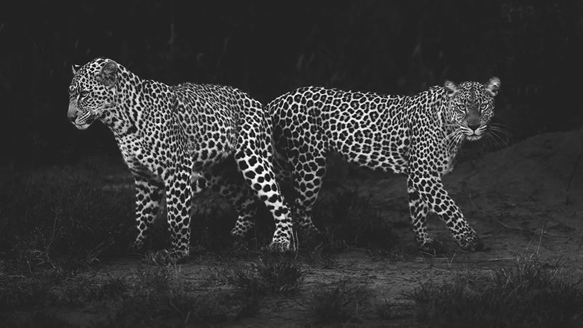 50 Incredible Wildlife Shots By This Photographer, Along With The Memories Behind Each One