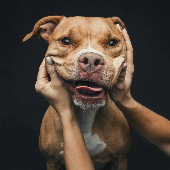 38 Photos From This Series That Prove How Powerful The Bond Between Dogs And Humans Can Be