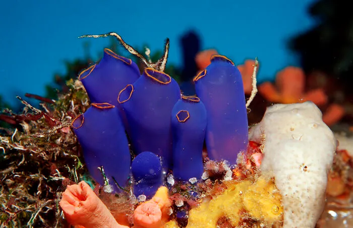 Sea Squirts