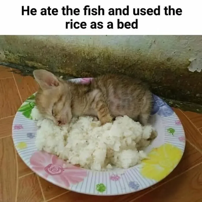 45 Funny Food Memes To Scroll While You’re Having Your Lunch