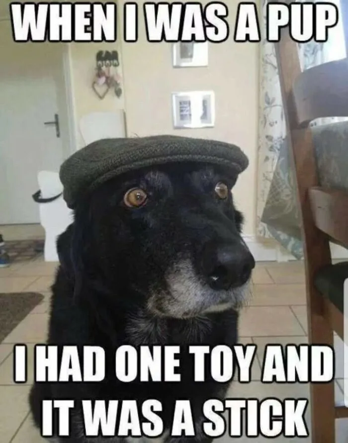 61 Hilarious Memes Featuring Cute, Funny And Mischevious Dogs