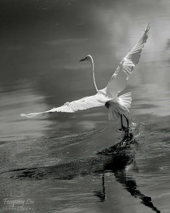 The Figure Skater