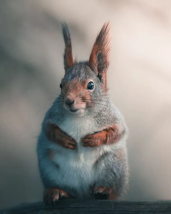 40 New Mesmerizing Wildlife Photos By Magnus Berggren That Capture Nature’s Darker Side