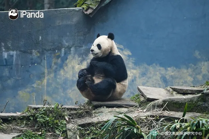 25 Funny Pandas Captured Living Their Best Lives Were Shared On This Page