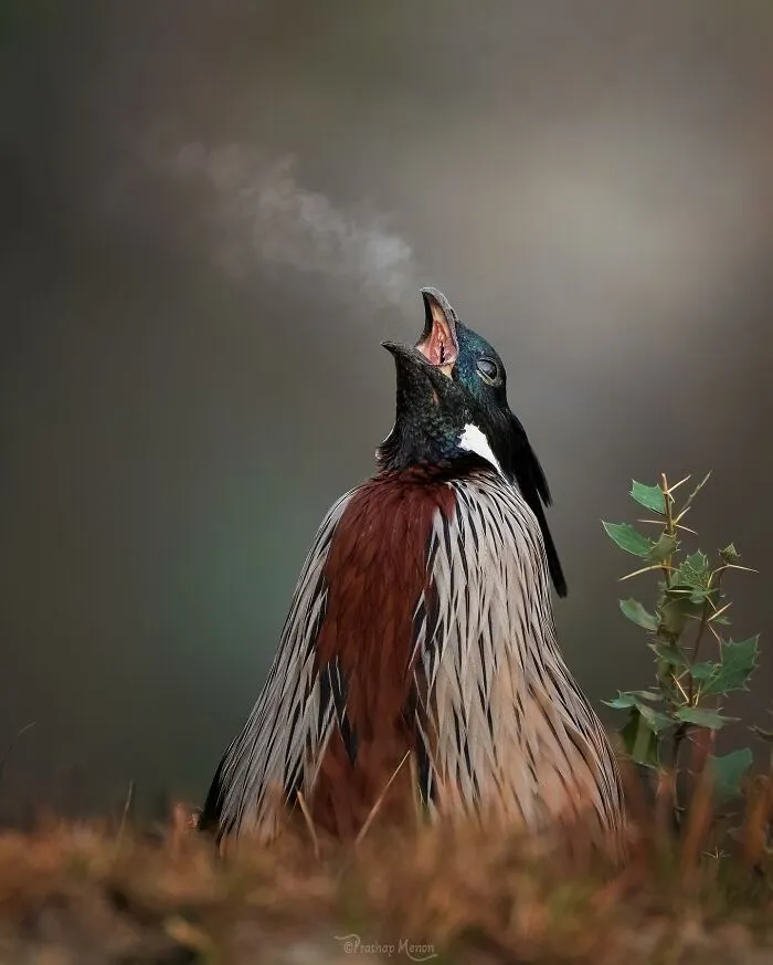“Koklass Pheasant”