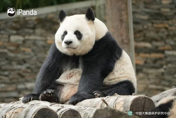 25 Funny Pandas Captured Living Their Best Lives Were Shared On This Page