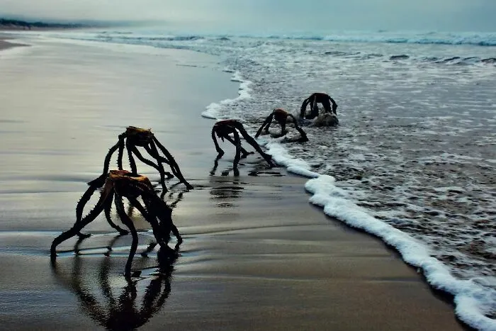 Early Morning Swim. Are They Here To Stay?